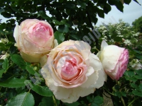 Rose wite